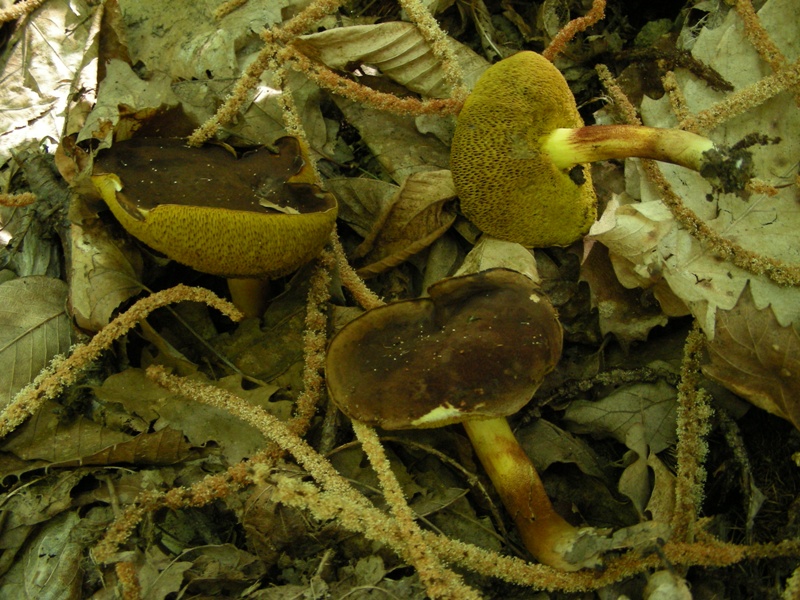 Un polentone in castagneto